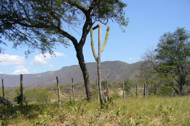 Cactus guajiro Naturaleza Color (Digital)