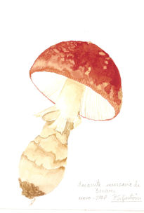 muscaria de Bonares