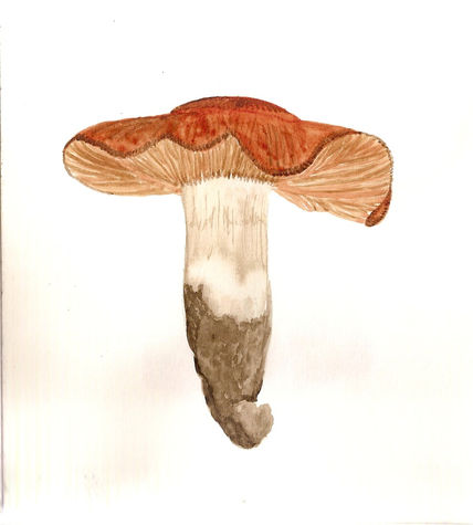 Cortinarius sp