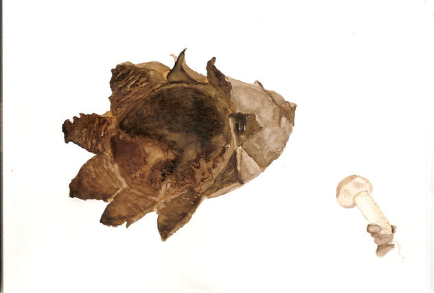 Scleroderma con Pulchella