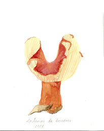 Lactarius de Bonares