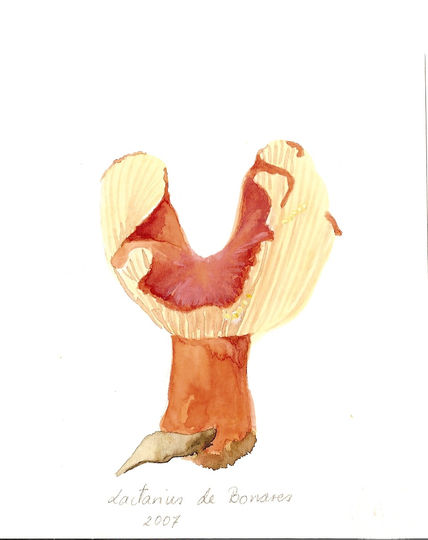 Lactarius de Bonares