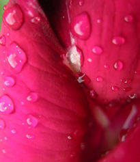 Gotas en rojo