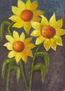 girasoles