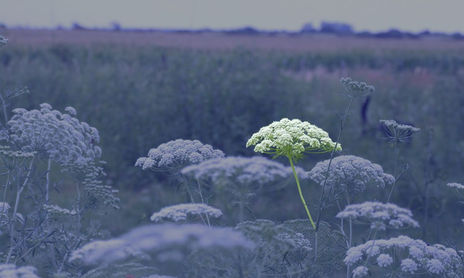 campo