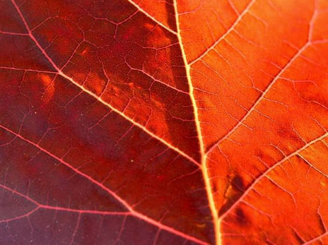 Hoja Roja