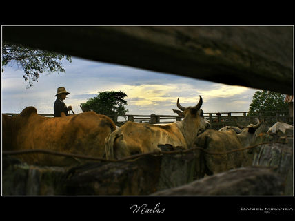 Bareta
