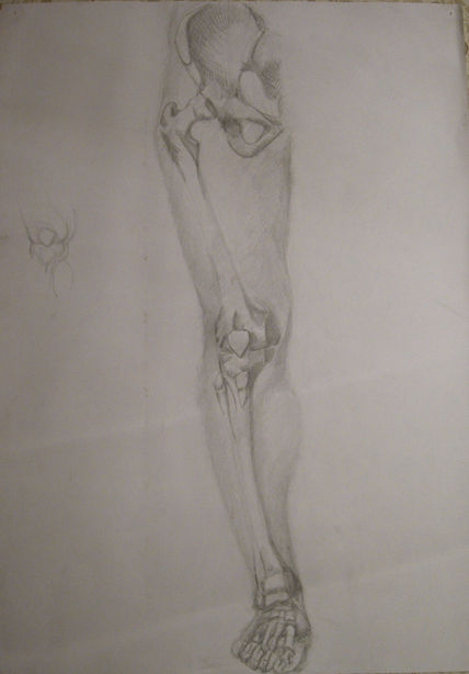 Anatomia 1