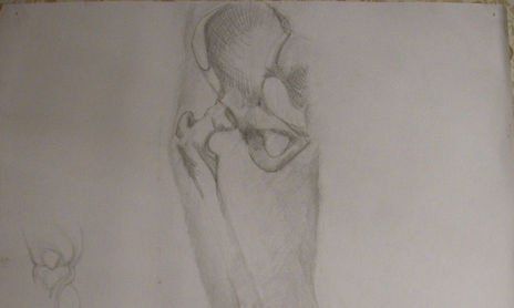 Anatomia