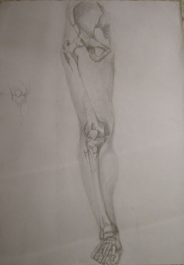 Anatomia 1