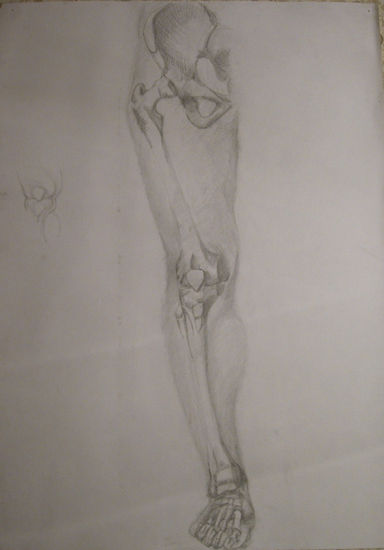 Anatomia 1 