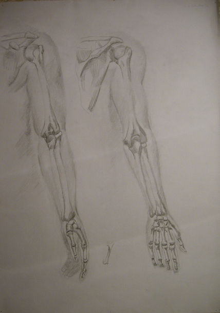 Anatomia 8
