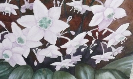 Flores