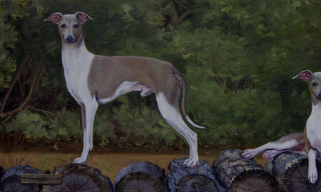 Animales