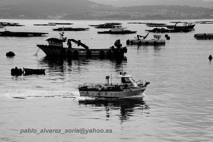 Bateas de mejillones