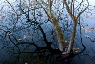 reflejos Nature Color (Digital)