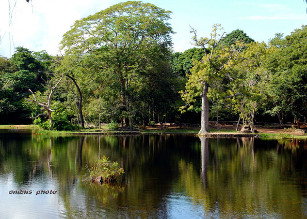 Lago y Arbol 