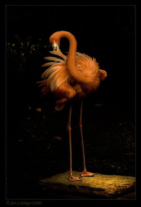 Flamenco