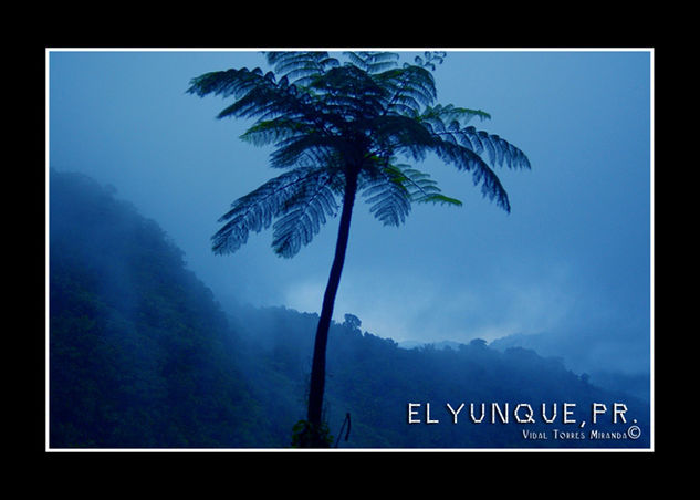 El Yunque 