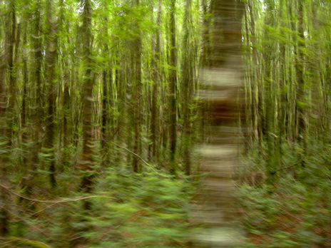 Naturaleza viva 02