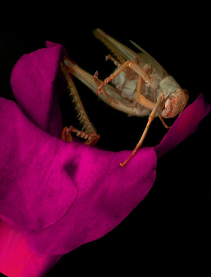 Fuxia