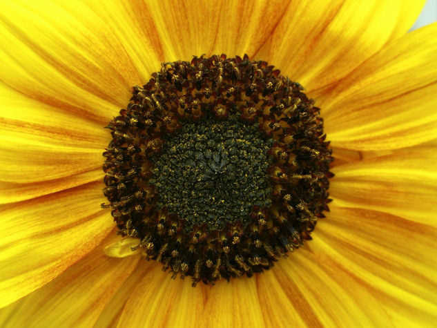 Girasol Nature Color (Digital)