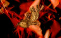 Incendio II