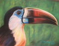Tucan