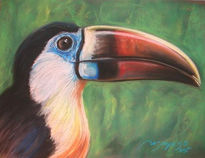 Tucan