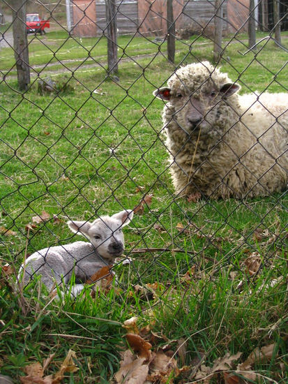 Corderito y mamá Nature Color (Digital)