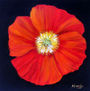 Coquelicot