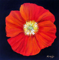 Coquelicot