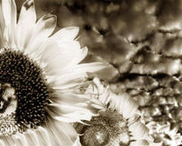 Girasoles