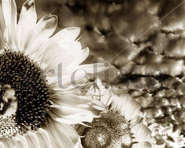 Girasoles Architecture and Interiorism Black and White (Digital)