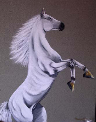 caballo Acrylic Canvas Animals