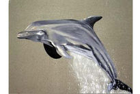 Delfin