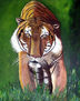 tigre