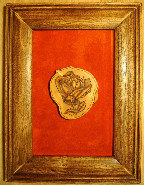 La rosa Lely