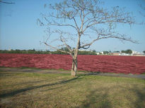 Mar de sangre