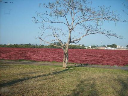 Mar de sangre