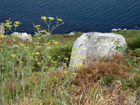 De flores, piedras...