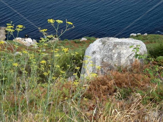 De flores, piedras y mar