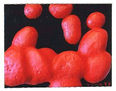 216.SIAMESES,1999