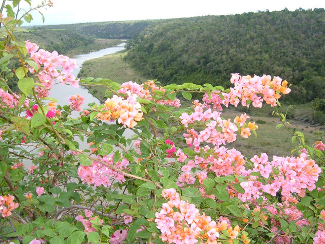 A orillas del río Chavón Nature Alternative techniques