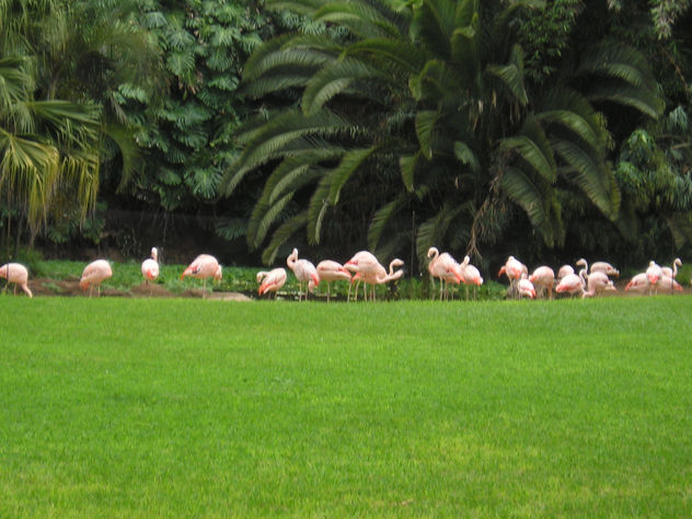 Flamencs