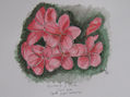 Flores rosas