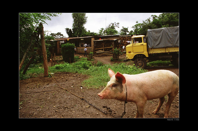 chancho 