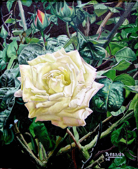 Rosa no rosal Oil Canvas Floral Painting