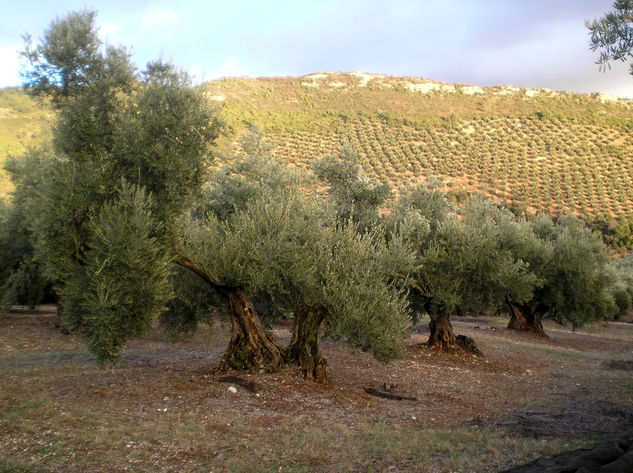 Besana Naturaleza Técnicas alternativas