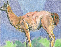 Guanaco